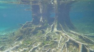 Cypress Tree Spring Basin