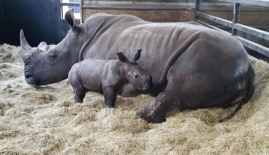 Gulf Breeze Zoo welcomes new baby rhino - Ballinger Publishing