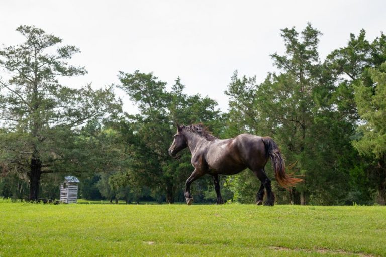 A New Trail to Healing at the Leaning Post Ranch Ballinger Publishing