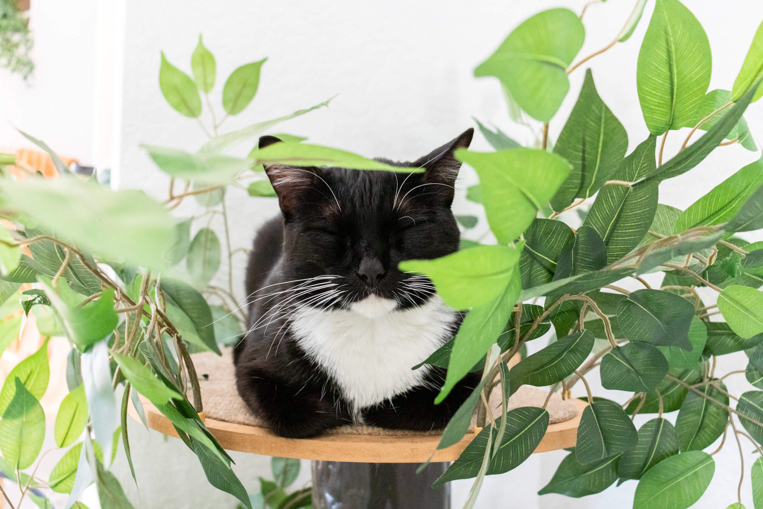 Coastal Cat Cafe Brings ‘Cool-Cat’ Vibe to Pensacola