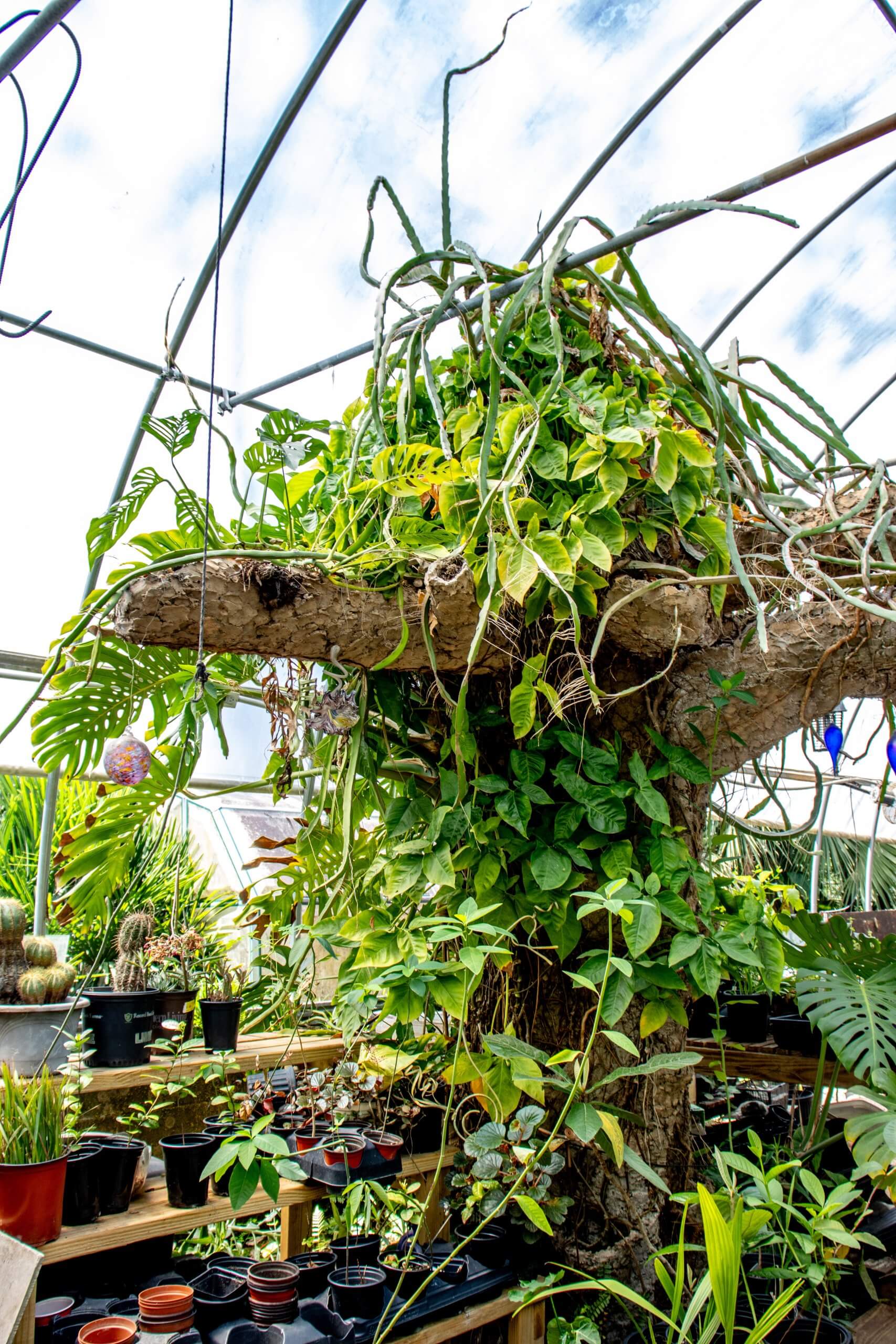 THE SECRET GARDENS OF PENSACOLA