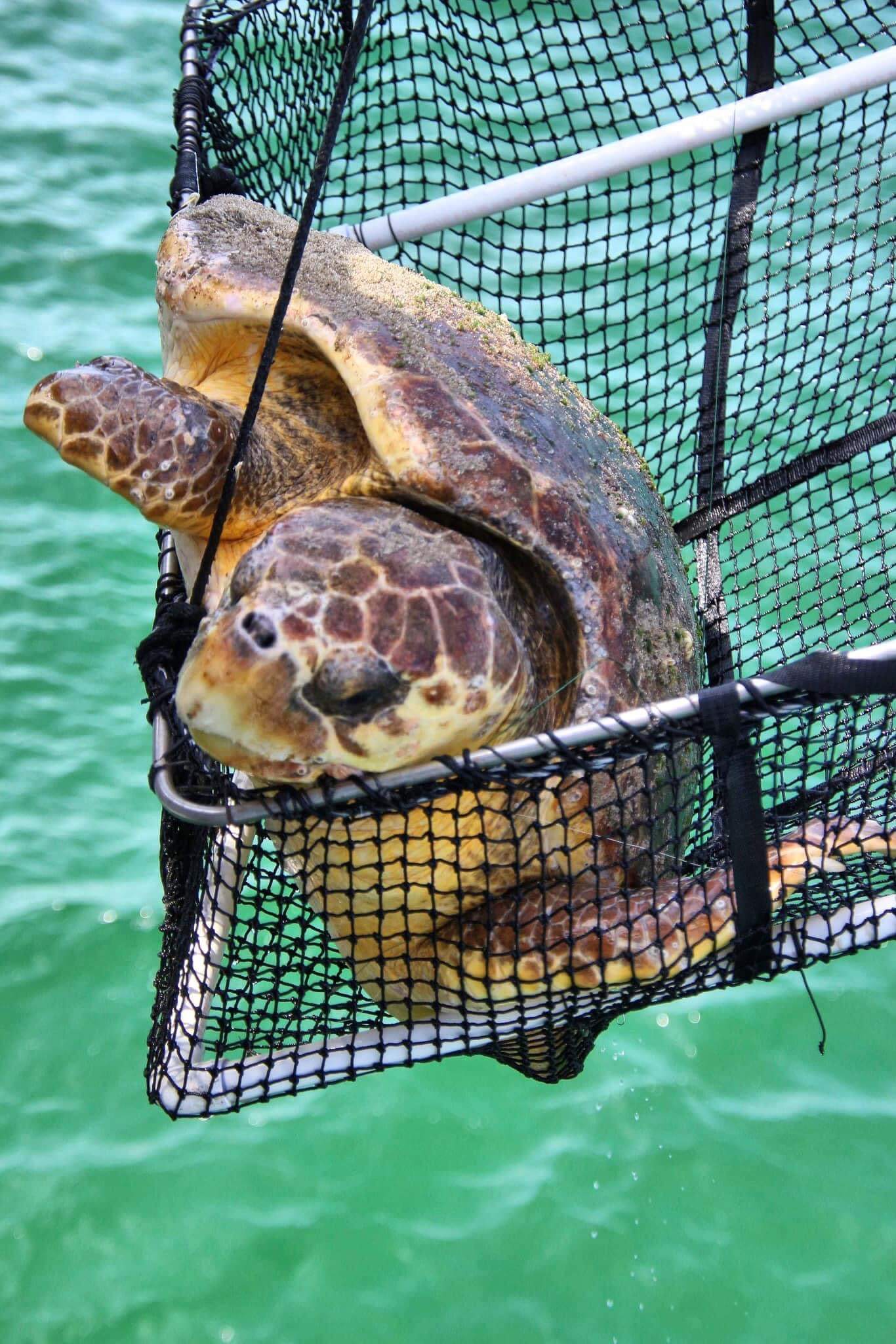 Gulf Coast Turtle Watch
